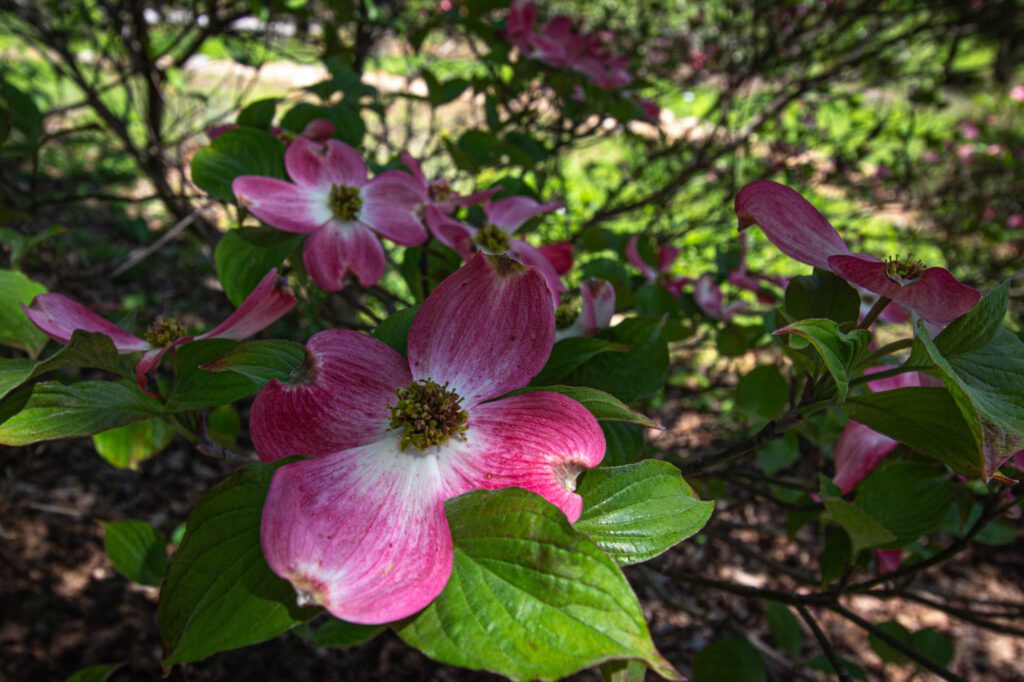 Pink Dogwood
