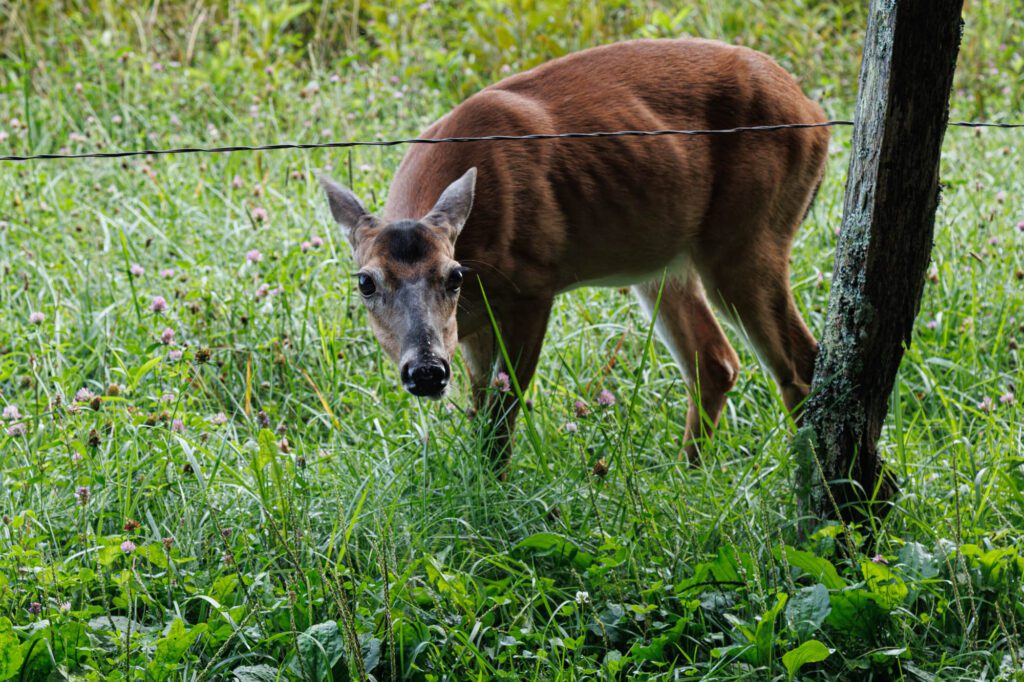 Smoky Mountains July 2025-28